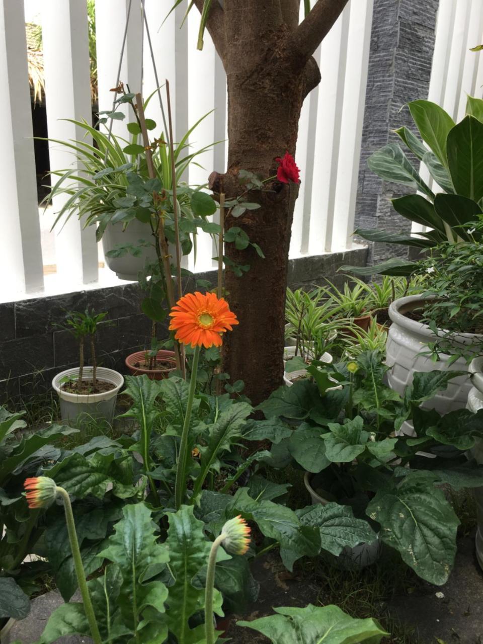 An Bang Scent Beach Homestay Hoi An Dış mekan fotoğraf